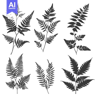 Six Black and White Fern Silhouette Illustrations