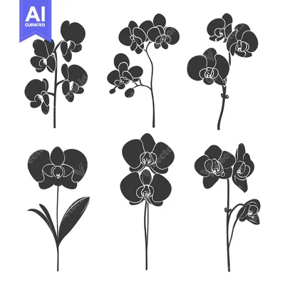 Six Black Orchid Flower Silhouettes on a White Background