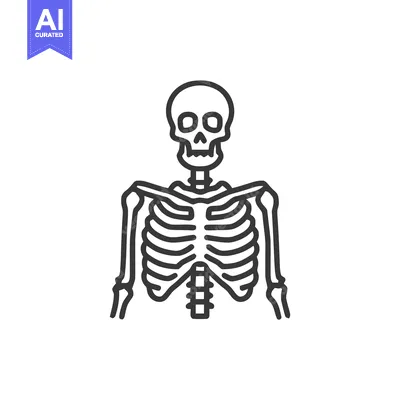 Premium design asset: Minimalist Human Skeleton Outline: Anatomical Icon on White Background