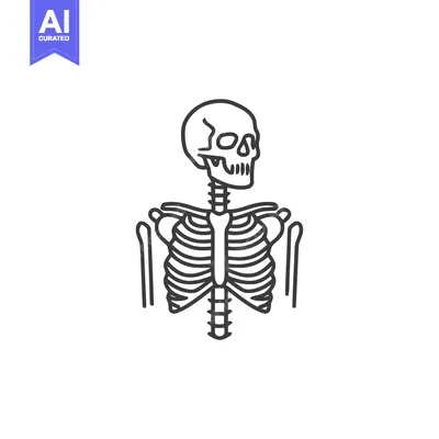 Popular premium asset: Minimalist Line Art: Human Skeleton Torso and Skull Illustration