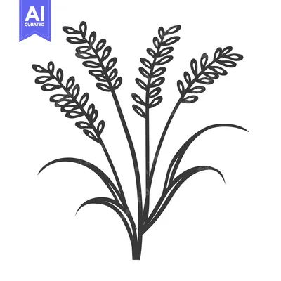 A Black and White Illustration of Three Spikes of Wheat