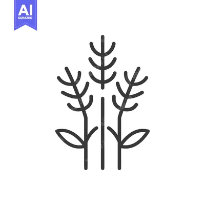 Three Simple Line Drawings of Wheat Stalks