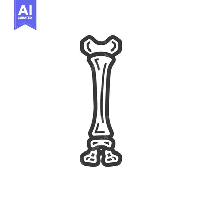 Stylized Tibia Bone Illustration, Anatomical Outline on White Backgrou