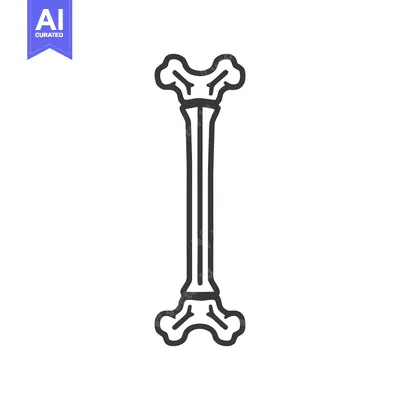 Femur Bone Outline: Anatomical Illustration for Medical or Educational