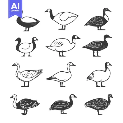 Twelve Diverse Goose Illustrations in Black and White