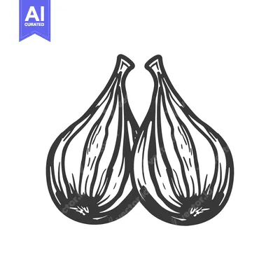 Aset premium populer: Two Black and White Hand-Drawn Figs