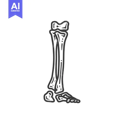 Anatomical Sketch: Tibia, Fibula, and Foot Bones in Detailed Outline