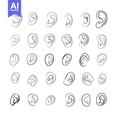 Aset premium populer: A Collection of 30 Hand-Drawn Outline Ear Illustrations