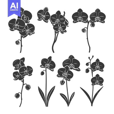 Aset premium populer: A Collection of Black and White Orchid Flower Silhouettes