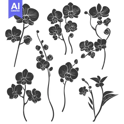 Aset premium populer: A Collection of Black and White Orchid Flower Silhouettes