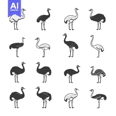 Popular premium asset: A Collection of Black and White Ostrich Illustrations