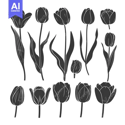 Premium design asset: A Collection of Black and White Tulip Silhouettes