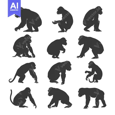 Premium design asset: A Collection of Black Chimpanzee Silhouettes in Various Poses