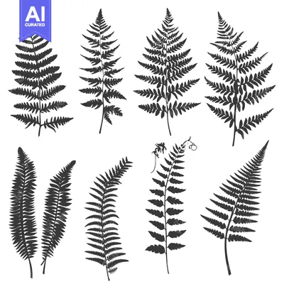 Aset premium populer: A Collection of Black Fern Silhouettes on a White Background