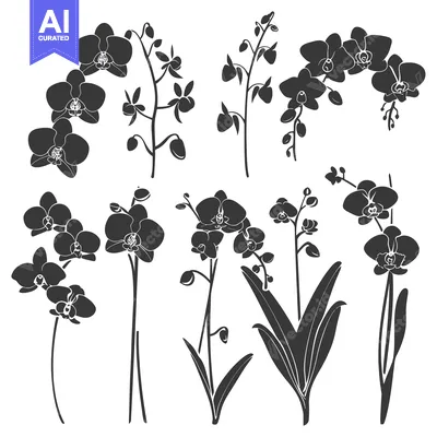 Aset premium populer: A Collection of Black Orchid Flower Silhouettes