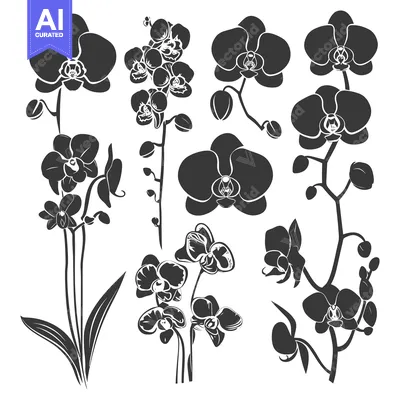 Aset desain premium: A Collection of Black Orchid Silhouettes
