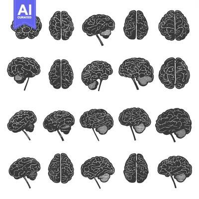 A Collection of Detailed Human Brain Illustrations in Different Views