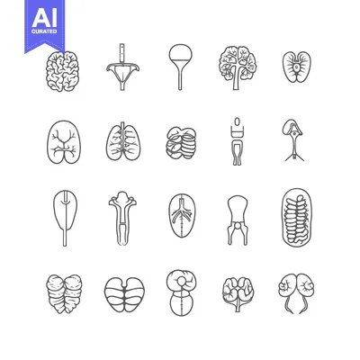 Premium design asset: A Collection of Human Internal Organ Line Drawings