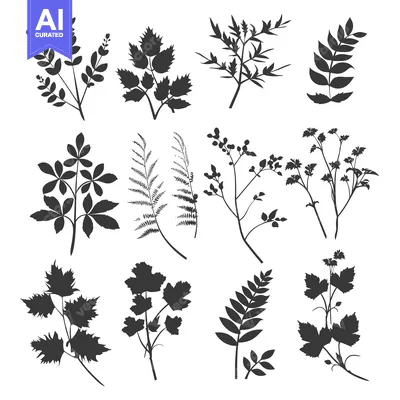 Popular premium asset: A Collection of Twelve Black Silhouettes of Different Leaf Shapes