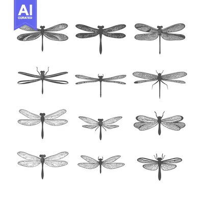 Aset desain premium: A Collection of Twelve Detailed Dragonfly Illustrations