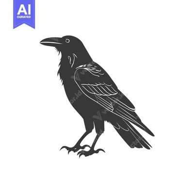 Popular premium asset: A Detailed Black and White Silhouette of a Raven