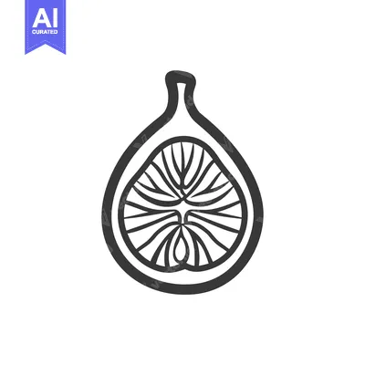 Popular premium asset: A Line Drawing of a Fig Fruit Cut in Half