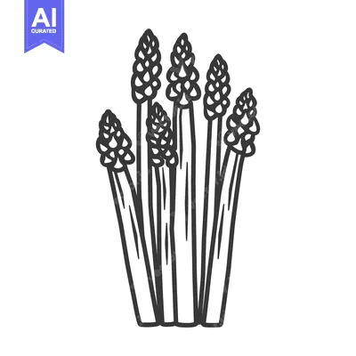 Popular premium asset: A Line Drawing of Six Asparagus Spears