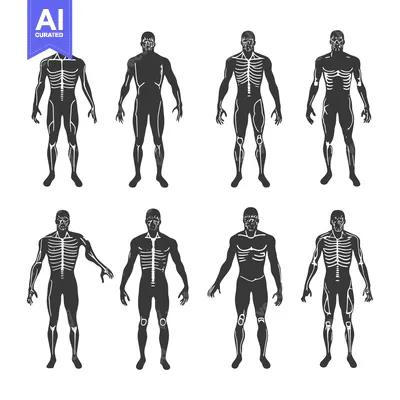Premium design asset: Anatomical Illustrations of the Human Skeleton and Musculature