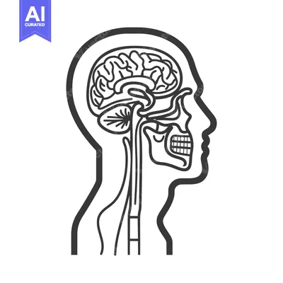 Aset desain premium: An anatomical illustration depicting the human head and its internal s