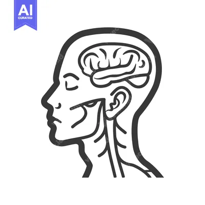 Aset premium populer: A simplified line drawing of the human head with internal structures