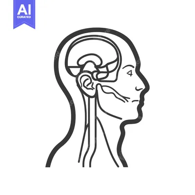 Premium design asset: Detailed outline depiction of a human head with internal anatomy