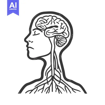 Anatomical illustration displaying a human head with exposed nervous s