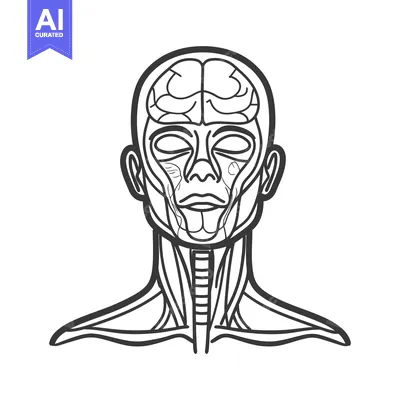 Aset premium populer: Simple black and white anatomical illustration depicting the human hea