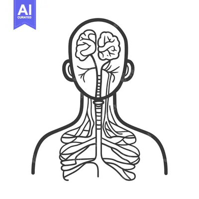 Premium design asset: Human nervous system representation showing brain and spinal cord stru