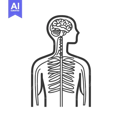 Aset premium populer: A diagram illustrates the human nervous system and brain
