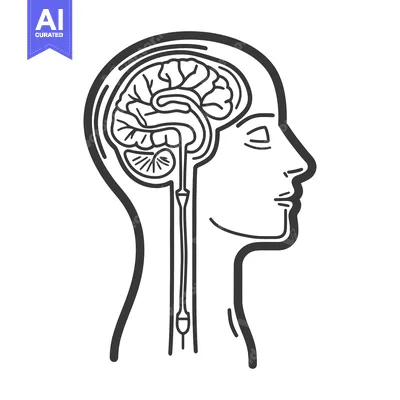 Premium design asset: An anatomical illustration depicting the human brain and related compo