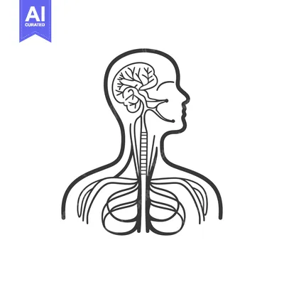 Popular premium asset: A diagram illustrating the human nervous system and brain activity