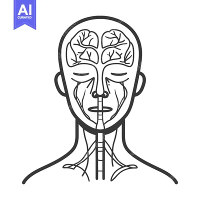 Aset premium populer: A diagram depicting the human head with its internal brain features