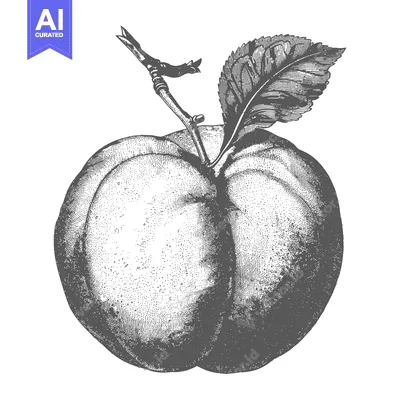 Aset premium populer: A detailed drawing showcases an apple with its leaves and branch