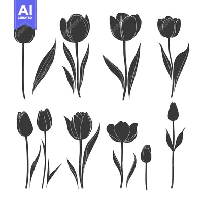 Aset desain premium: A Set of Black and White Tulip Silhouettes