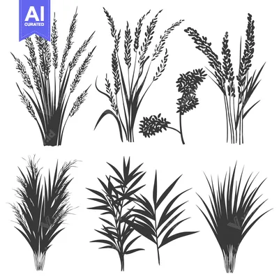 Premium design asset: A Set of Six Black and White Silhouettes of Different Types of Grass