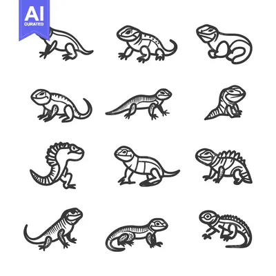 Popular premium asset: A Set of Twelve Line Drawings of Lizards in Various Poses