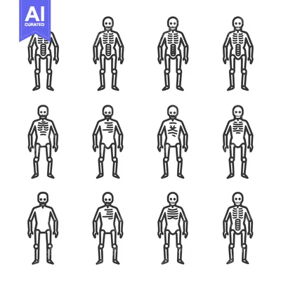 Premium design asset: A Set of Twelve Simple Human Skeleton Line Drawings