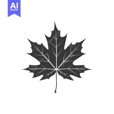 Aset premium populer: A Single Black Silhouette of a Detailed Maple Leaf
