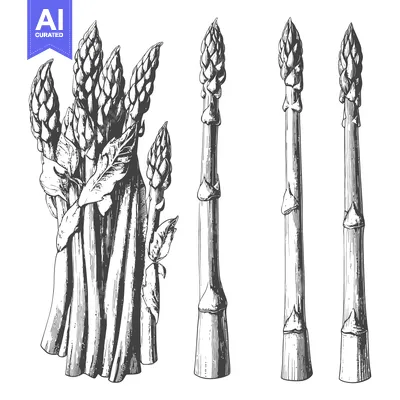 Aset premium populer: Asparagus vegetable illustrations depict various illustrations in blac