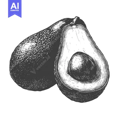 Aset desain premium: Avocado in illustration style with half cut showing pit
