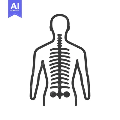 Aset desain premium: A black and white illustration of the human skeletal system