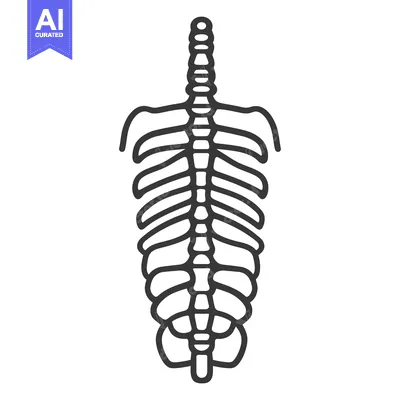 Aset desain premium: Simple illustration of the human skeletal spine and ribcage anatomy