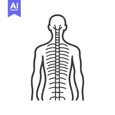 Aset premium populer: A diagram illustrating the human spinal cord and skeletal structure
