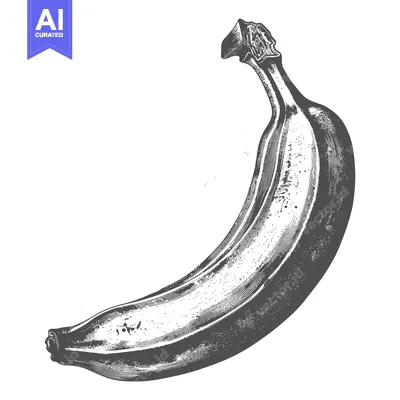 Aset premium populer: The monochrome illustration depicts a curved banana on a white backgro